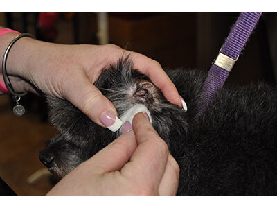 How to Learn the Asian Fusion Pet Grooming Technique